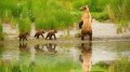Familia de osos cerca del río en pintura primaveral de fotos a arte